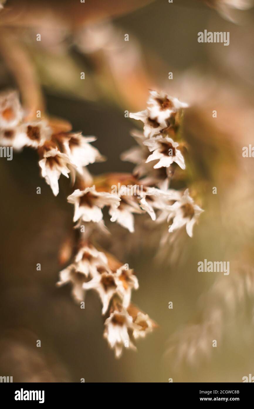 Blurred wallpaper for smartphone. Colorful blurred background with macro dry limonium flowers. Stock Photo