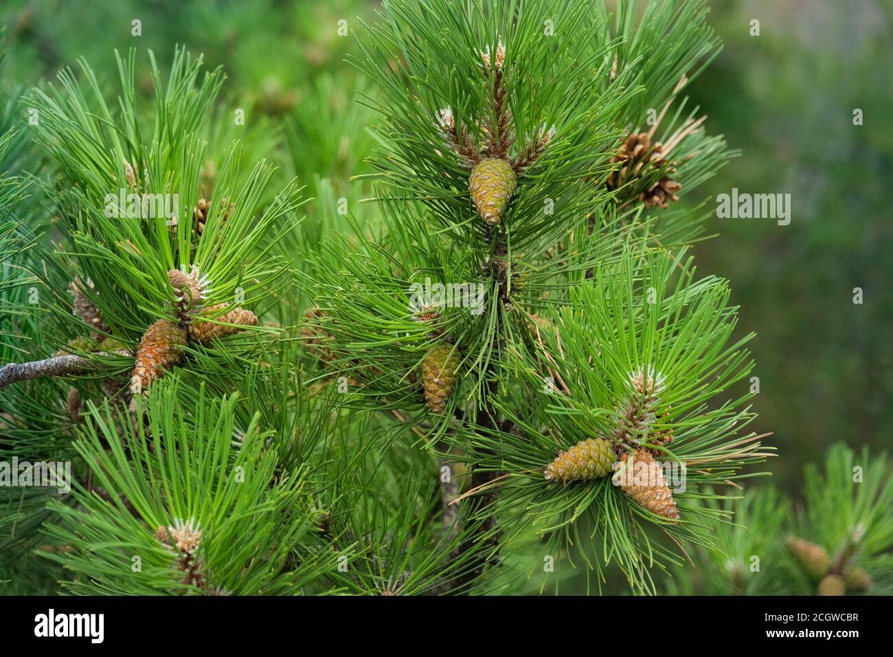 small pine cones clustered on some pine tree branches Stock Photo