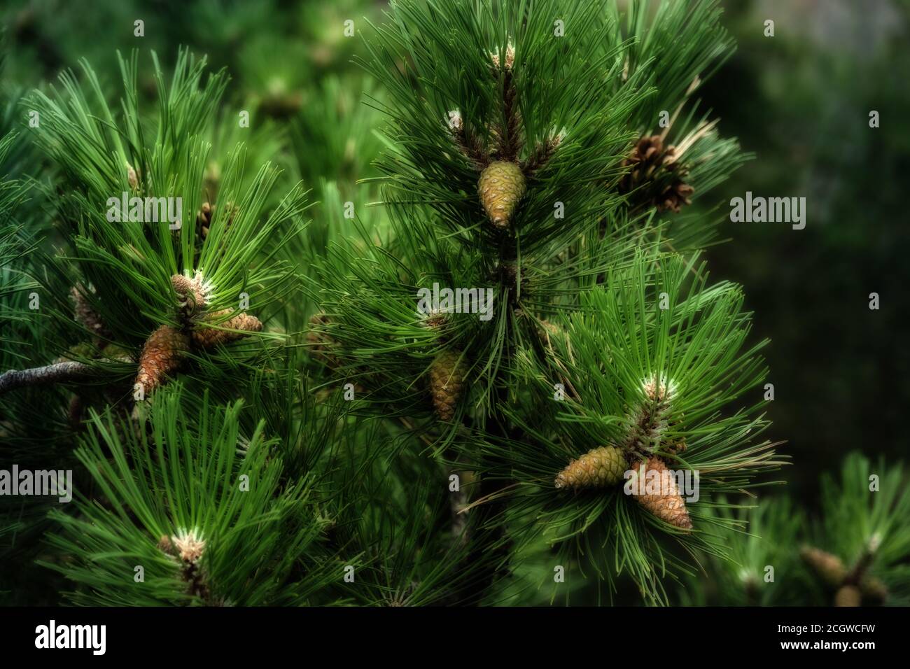 small pine cones clustered on some pine tree branches with midnight effect Stock Photo