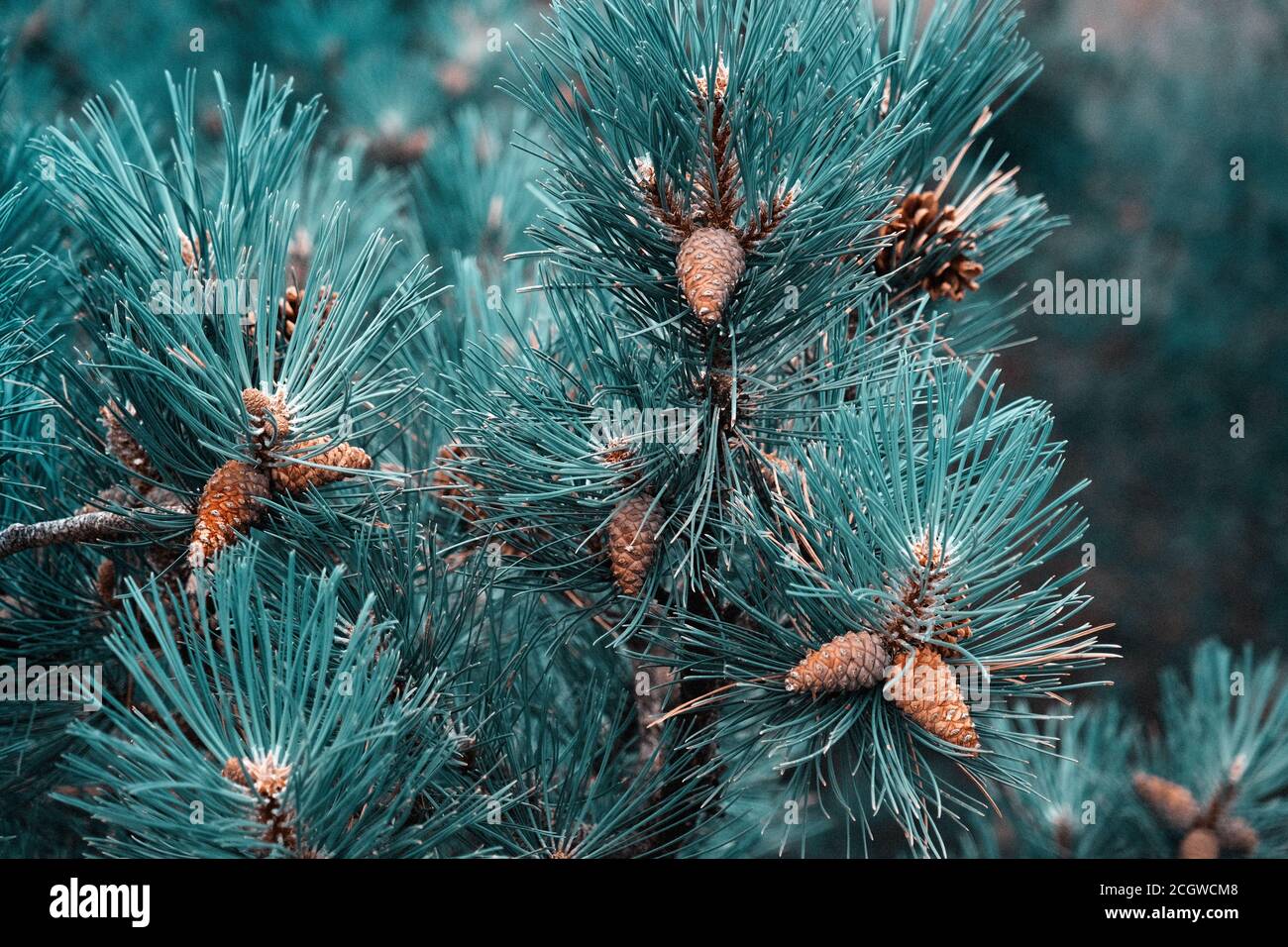 small pine cones clustered on some pine tree branches with surreal effect Stock Photo