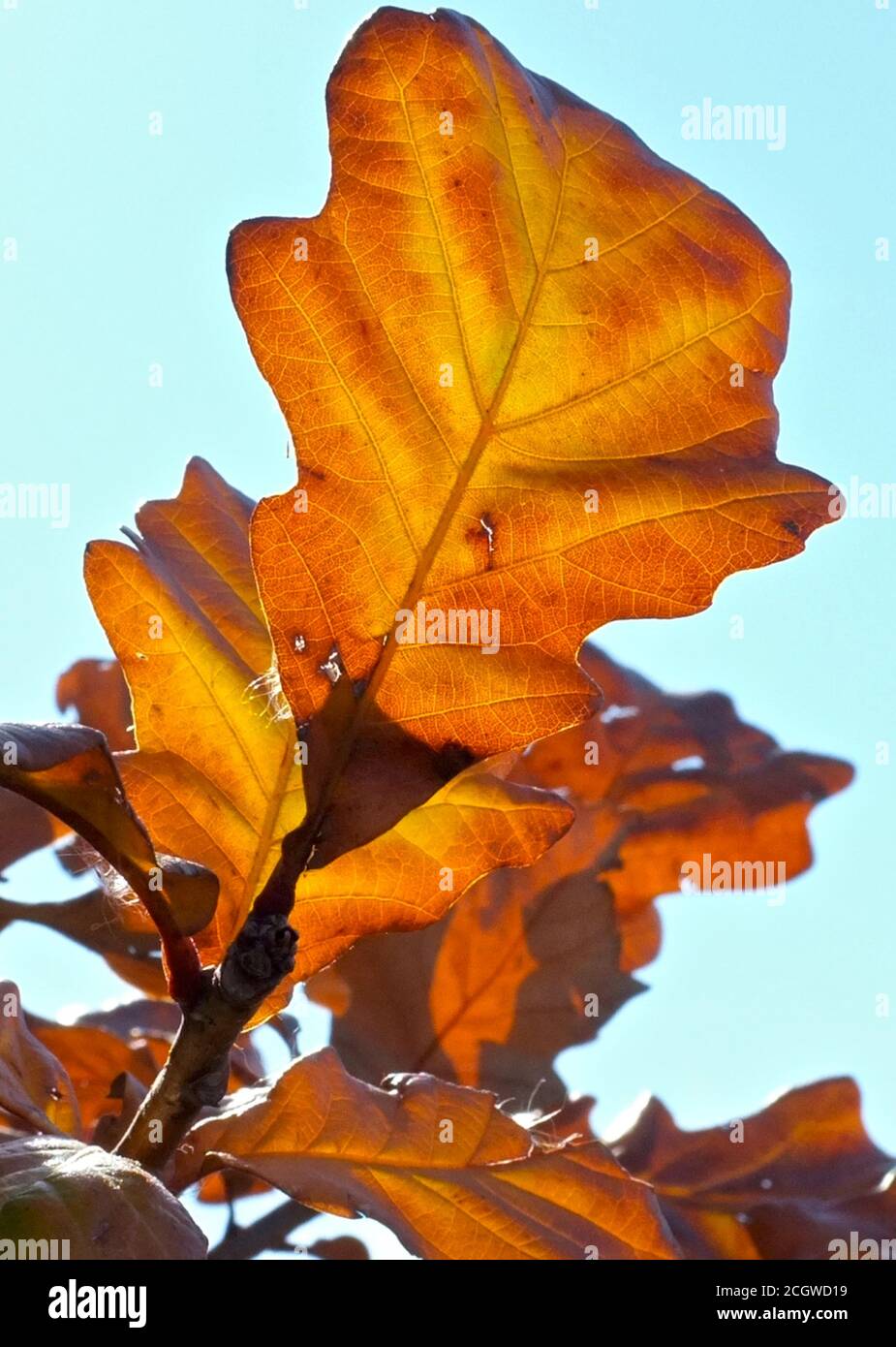 Autumn Leaf--Intimations of Mortality Stock Photo