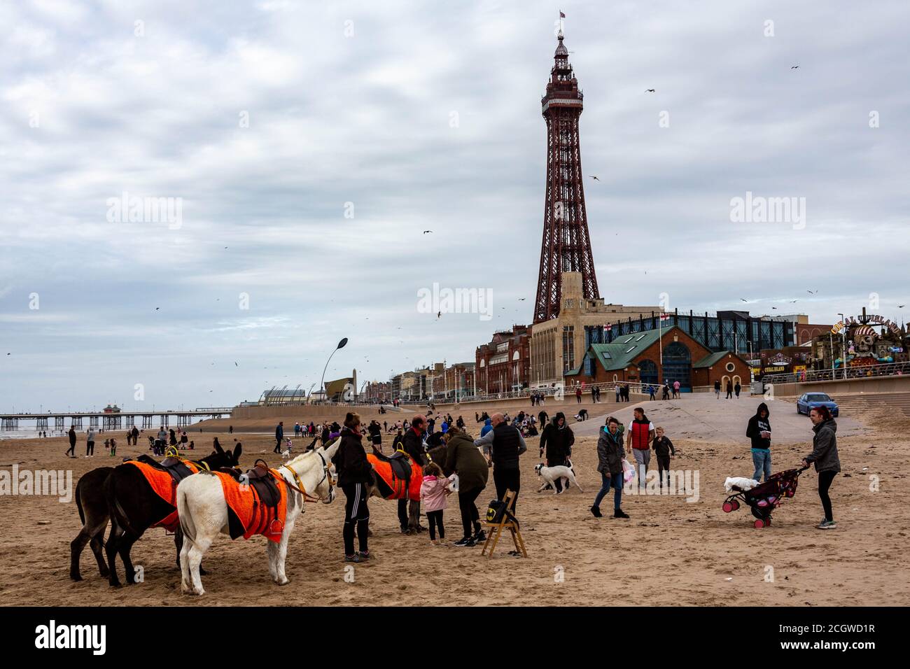 Blackpool, Lancashire, United Kingdom. 12th Sep, 2020. Donkeys rides on the beach in front of the Blackpool Tower Credit: PN News/Alamy Live News Stock Photo
