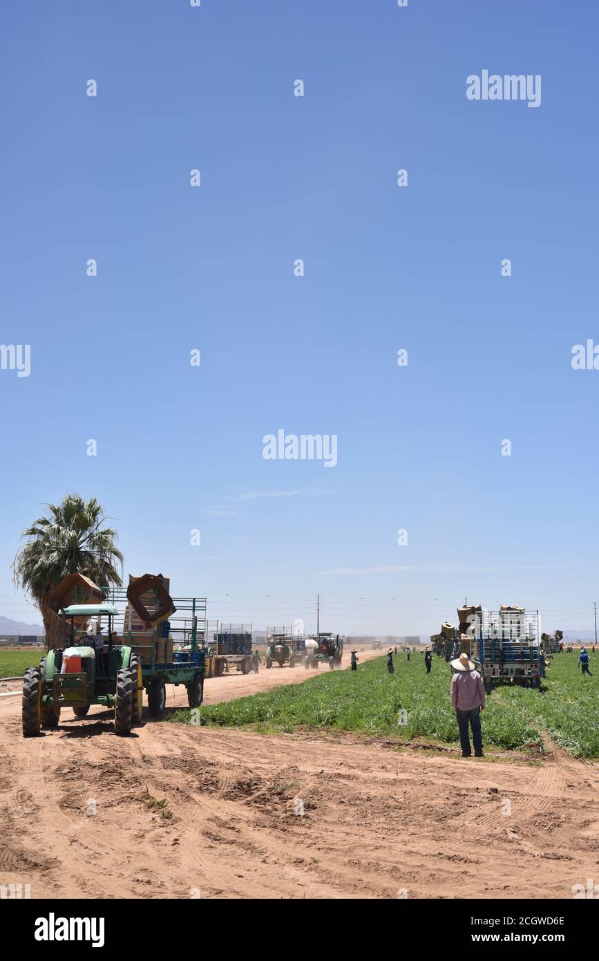 Seedless watermelons hires stock photography and images Alamy