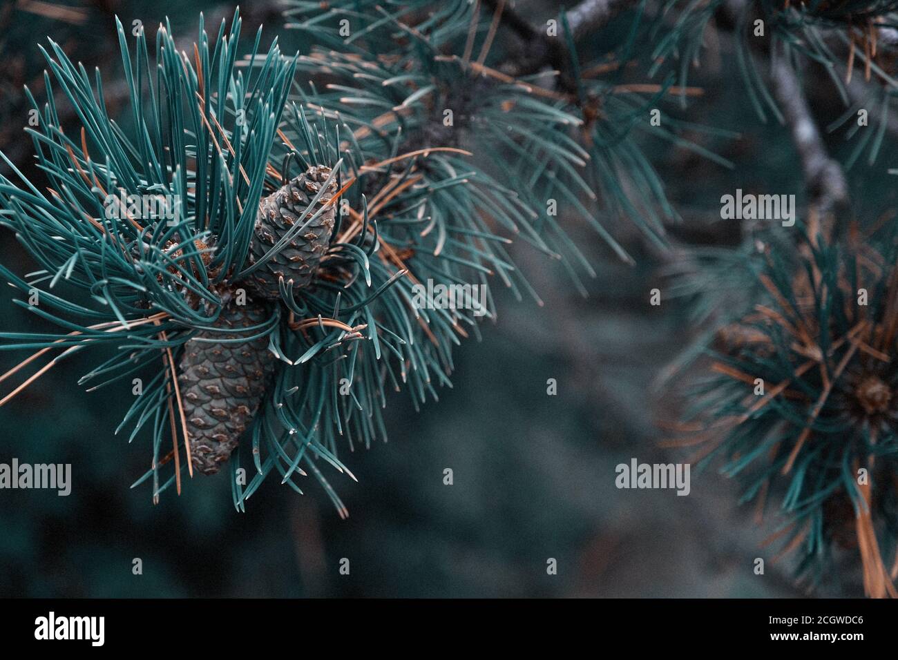 small pine cones clustered on some pine tree branches with sunbeams Stock Photo