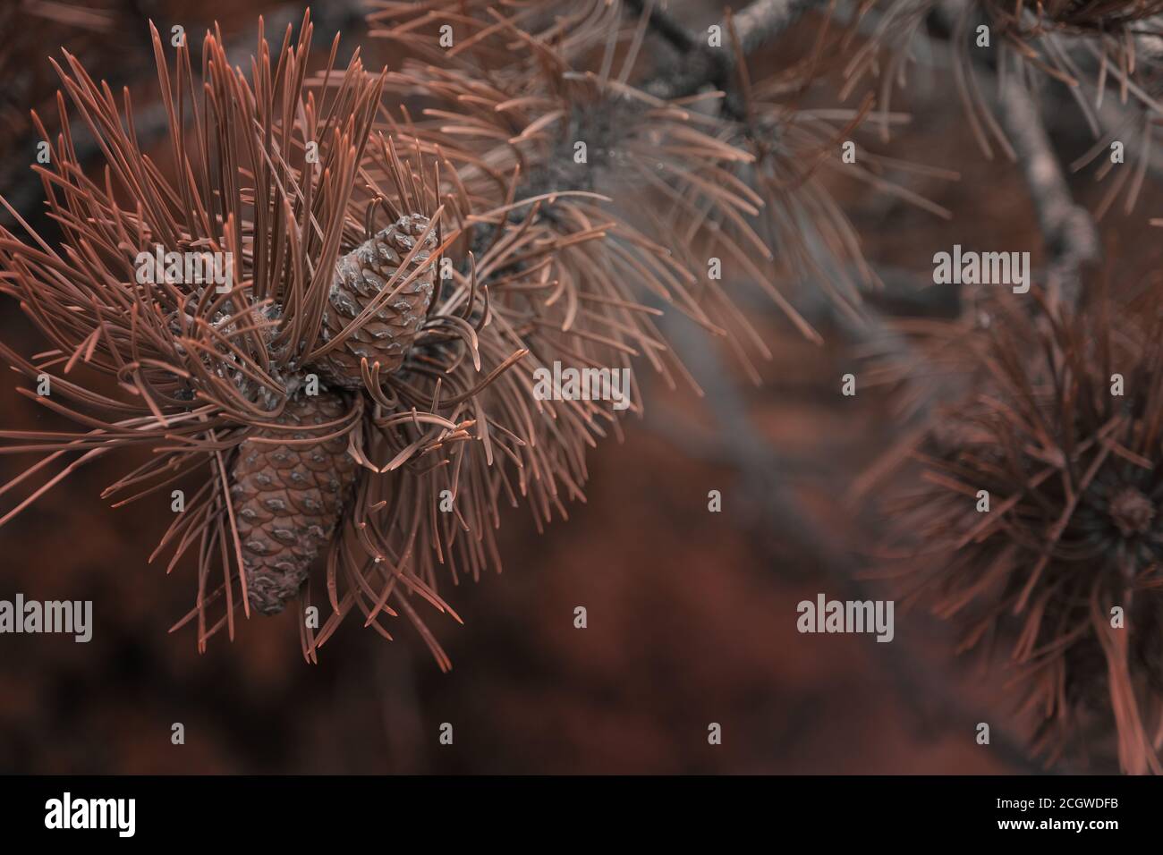 small pine cones clustered on some dry pine tree branches for the arid climate Stock Photo