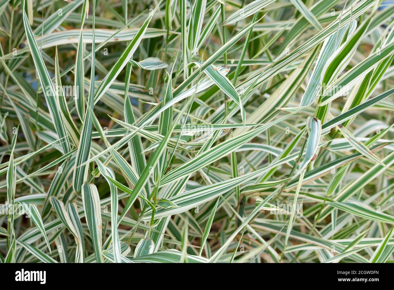 Green and white leaves of Phalaris arundinacea, also known as reed Canary grass Stock Photo