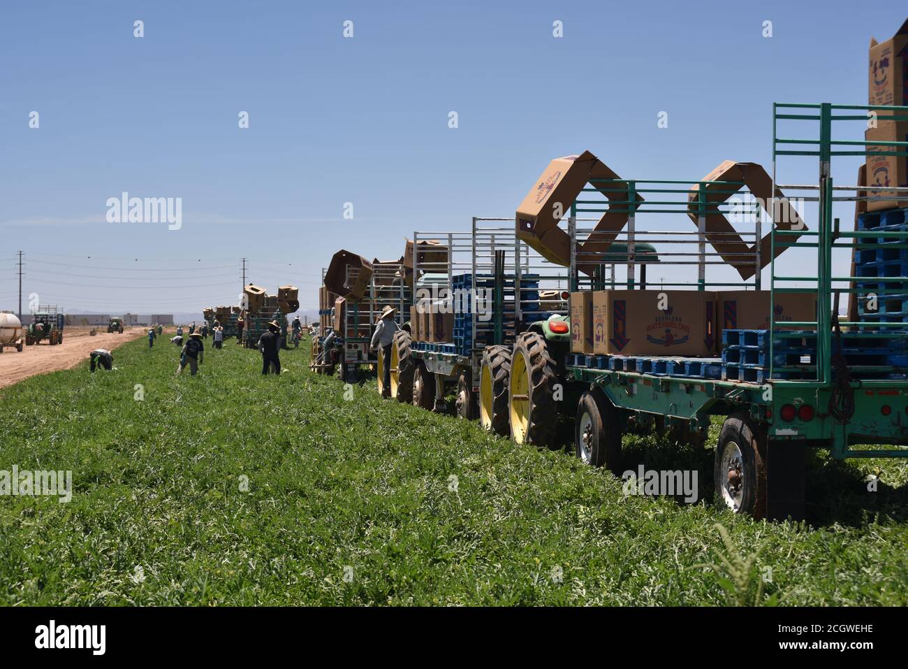 Seedless watermelons hires stock photography and images Alamy
