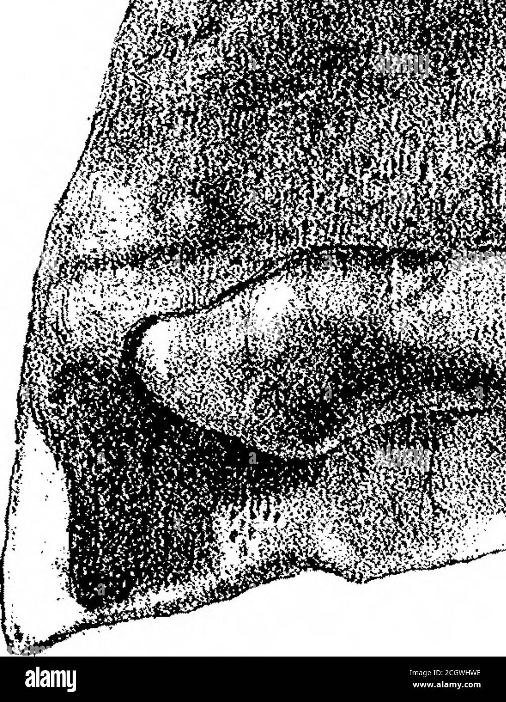 Diprotodon High Resolution Stock Photography And Images Alamy