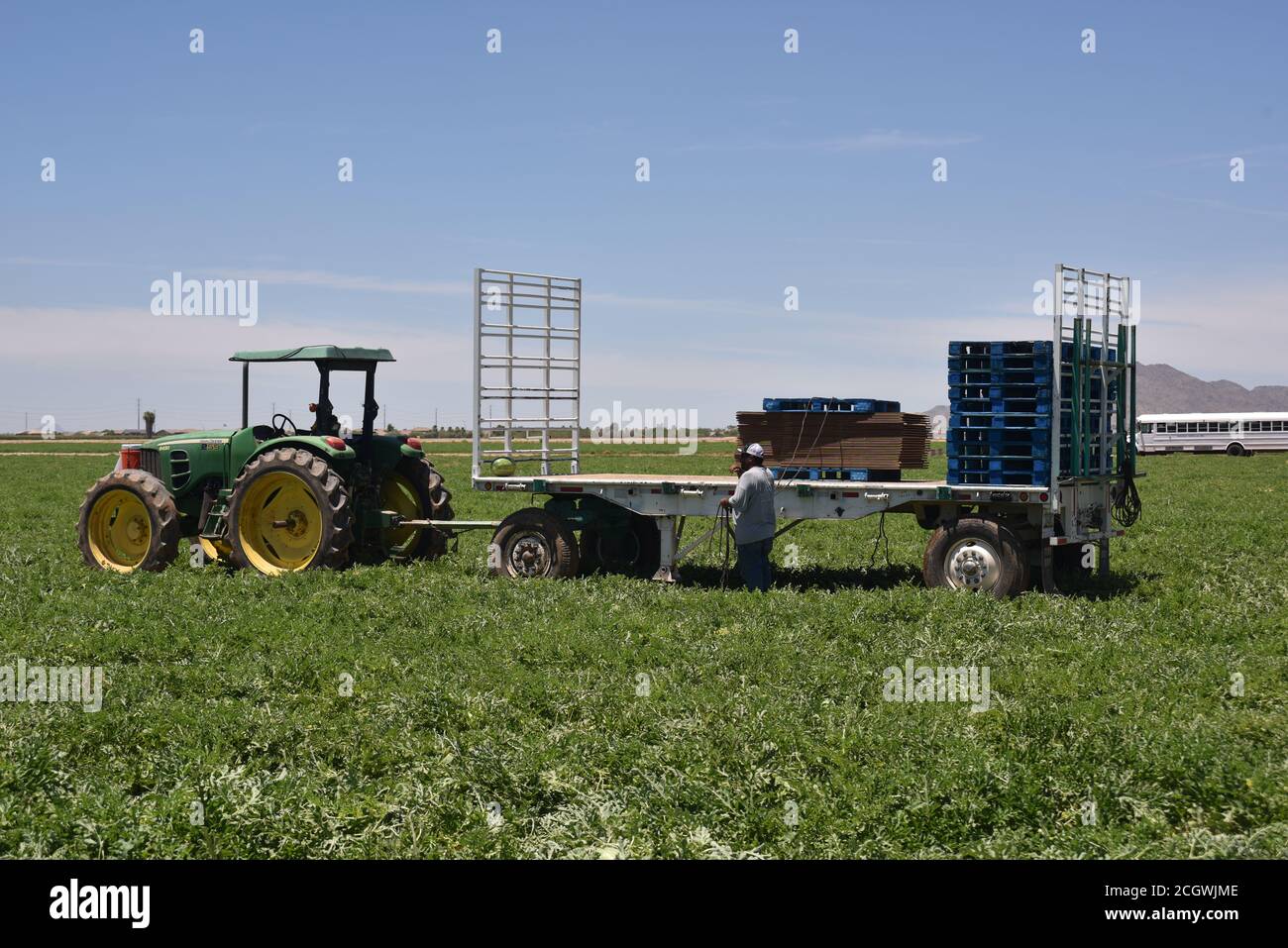 Tolleson, AZ. U.S.A. 6/20/2020. Rousseau Farms. Harvesting Majestic