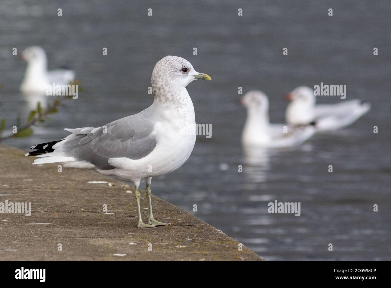 Profile of Adult Common Gull in Non-Breeding Plumage Standing Stock Photo