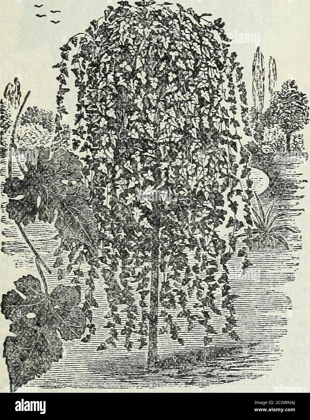 . Steckler's seeds : 1905 . id growth. 5 feet, 50c.each, $5.00 per dozen; 7 feet, 75c. each,$6.00 per dozen. Extra large trees, $1.00,$1.25, $1.50 and $2.50 each. Price of seed, 1-4 lb. 15c., 1-2 lb. 25c, ilb qoc KILMARNOCK WEEPING WIL-LOW. A variety of the Goat Willow orcommon Sallow. Grafted five to sevenfeet high upon the Comewell stock. Itforms without any trimming, an exceeding-ly graceful tree, with glossy foliage and White Fautail Pigeons, ^3-co ttr Pair. GARDEN MANUAL FOR THE S»lTHEn&gt;f STATES. perfect umbrella head, unique in form.Vigorous and thriving in all soils, it isprobably mo Stock Photo