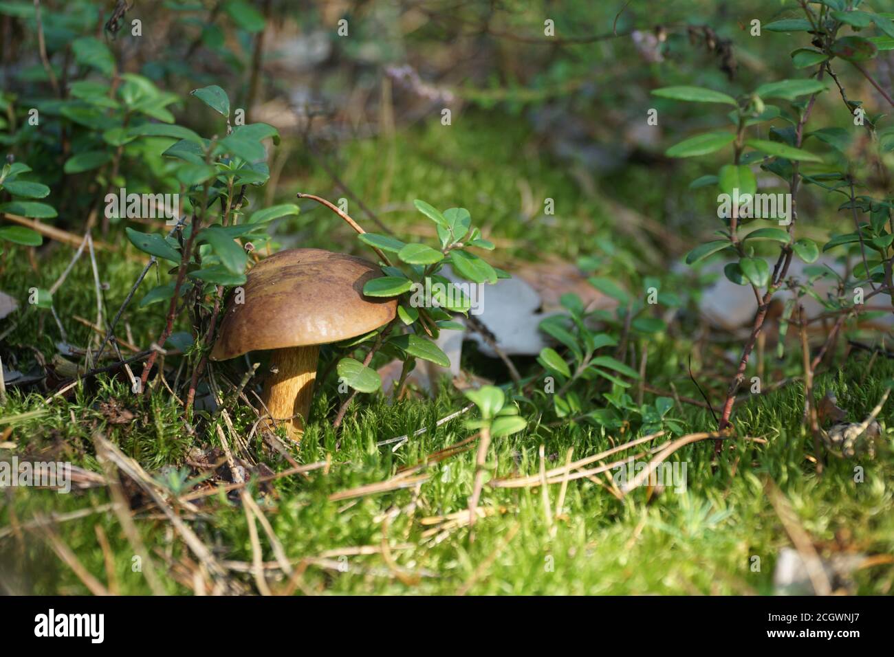 Wild mushroom (bay bolete) growing in natural forest in autumn among the green moss and the lingonberry in sunny day. Closeup. Selective focus. Stock Photo