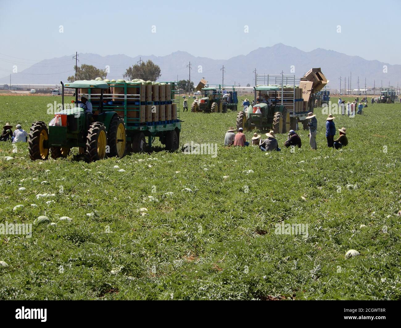 Watermelon field hires stock photography and images Alamy