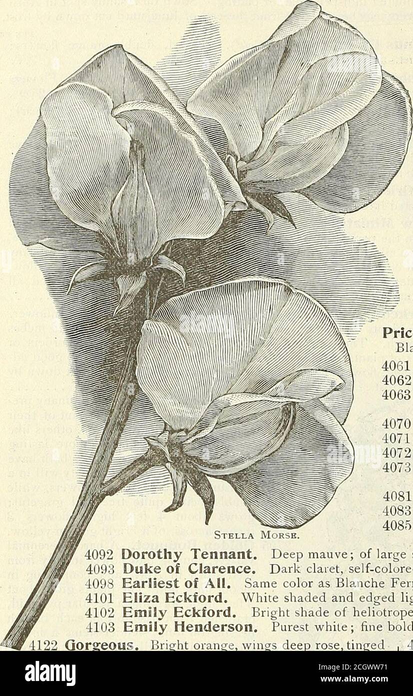 Dreer S Garden 1902 Calendar On White Ground Extra Large 4070 Black Knight Very Dark Maroon Almost Black 4071 Blanche Burpee Large Pure White 4072 Blanche Ferry The Popular Pink And White