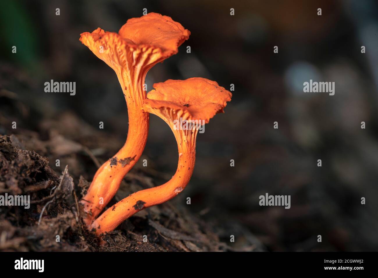 Red Chanterelle or Cinnabar-red Chanterelle (Cantharellus cinnabarinus) - Brevard, North Carolina, USA Stock Photo
