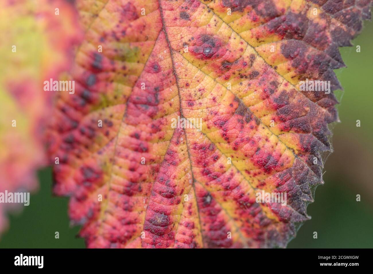 Close-up of a vividly coloured Bramble leaf with what is probably violet bramble rust caused by the fungus Phragmidium violaceum. Plant disease. Stock Photo