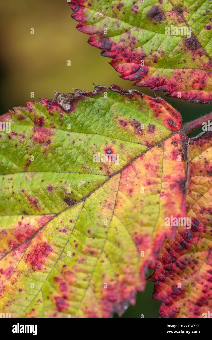 Close-up of a vividly coloured Bramble leaf with what is probably violet bramble rust caused by the fungus Phragmidium violaceum. Plant disease. Stock Photo
