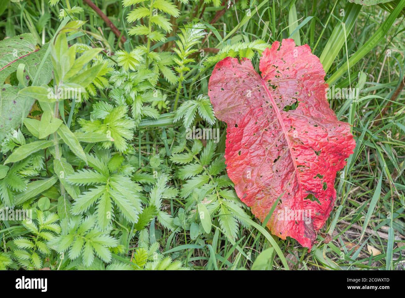 Shot of diseased leaf of Broad-Leaved Dock / Rumex obtusifolius - possibly from Ramularia rubella - in a grass verge. For plant disease, common weeds. Stock Photo