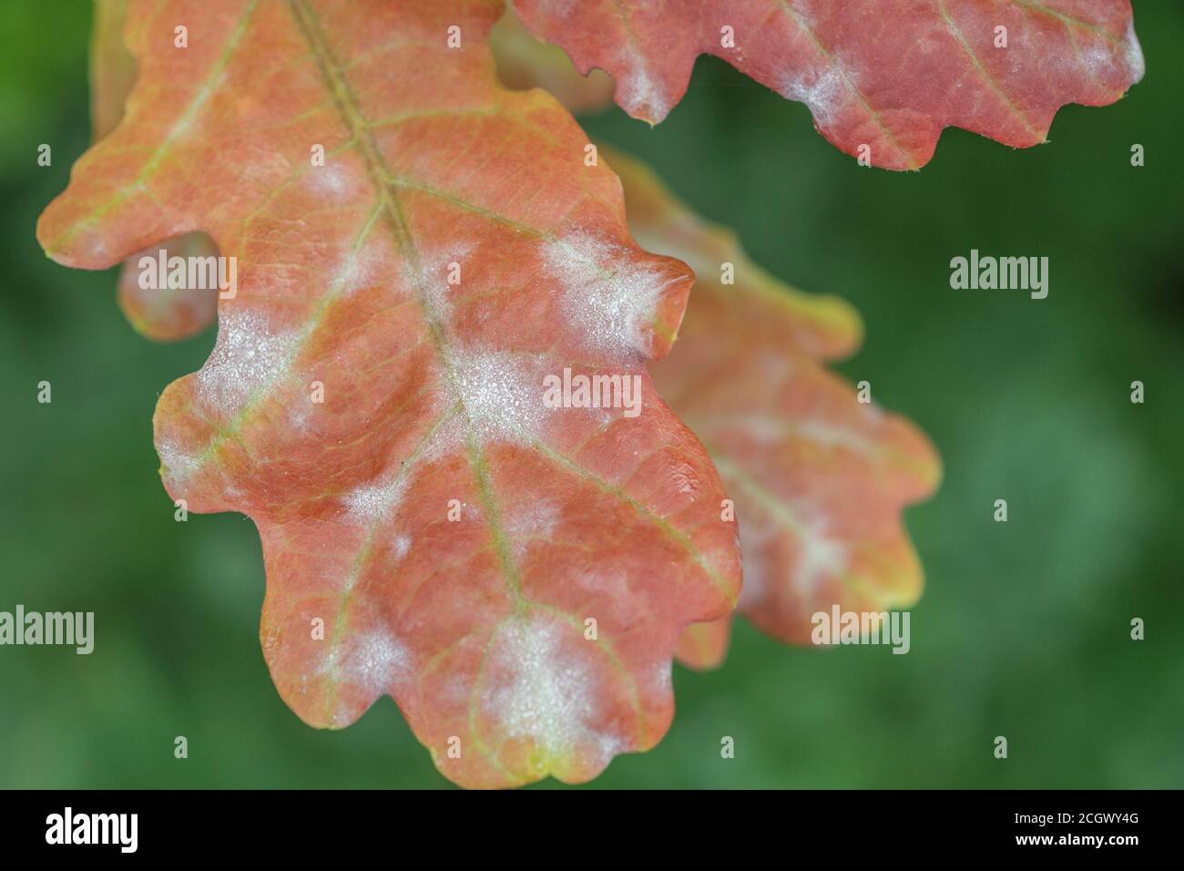 Close-up shot of Oak leaves covered with a powdery mildew, perhaps caused by fungus Erysiphe alphitoides / Microsphaera alphitoides. Plant disease. Stock Photo