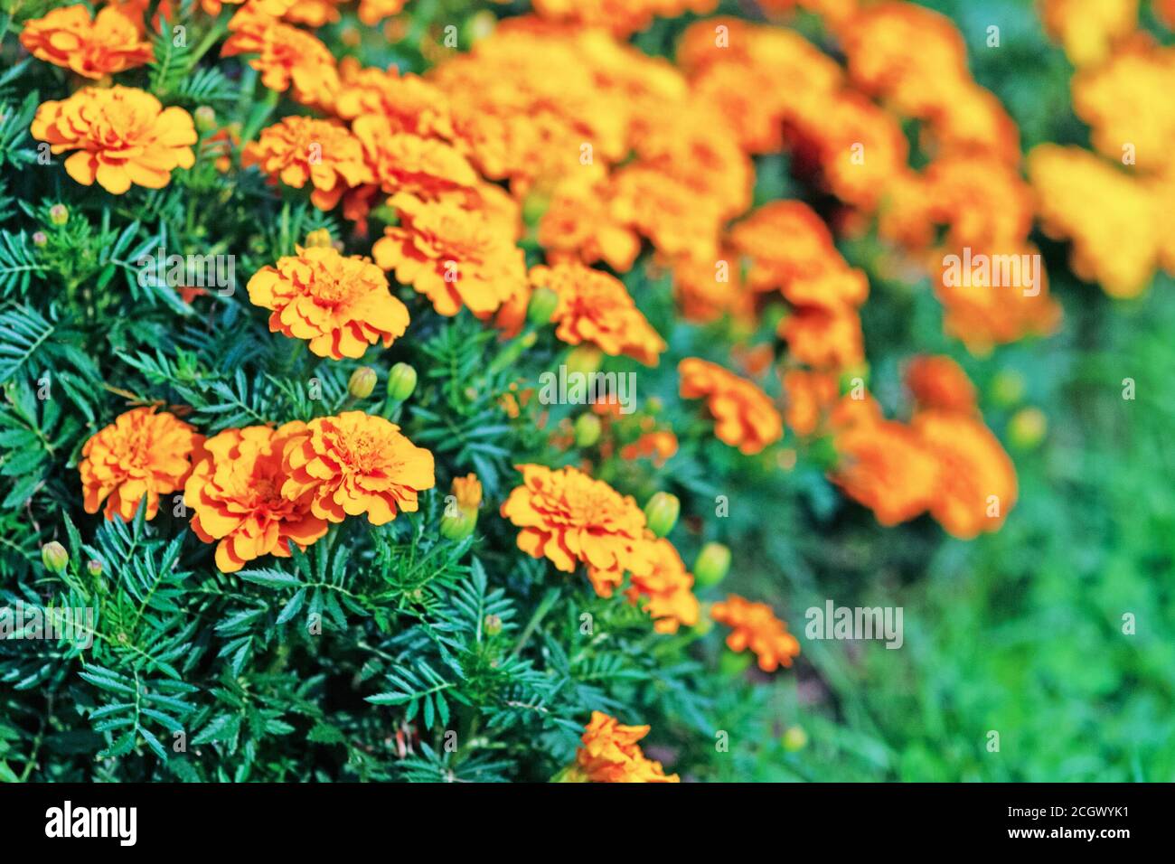 Marigolds plantation in bloom - Tagetes erecta L. cultivated at organic farm Stock Photo