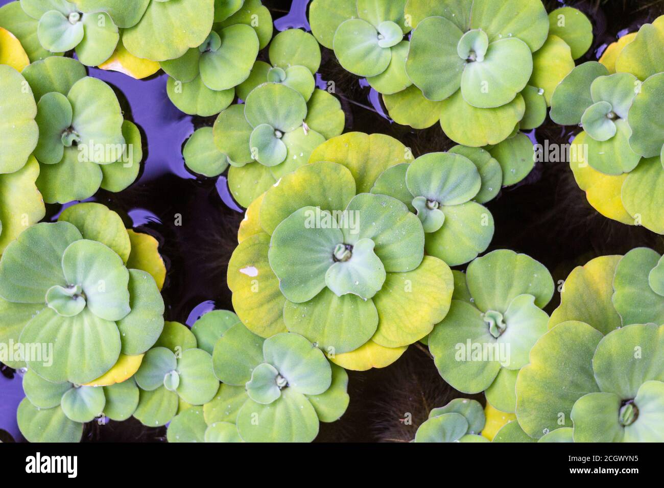 Water cabbage at a pond in Boracay Stock Photo