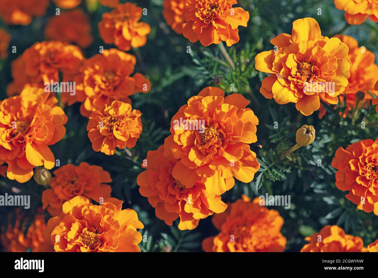 Marigold flowers top view (Tagetes erecta L. ) close up Stock Photo