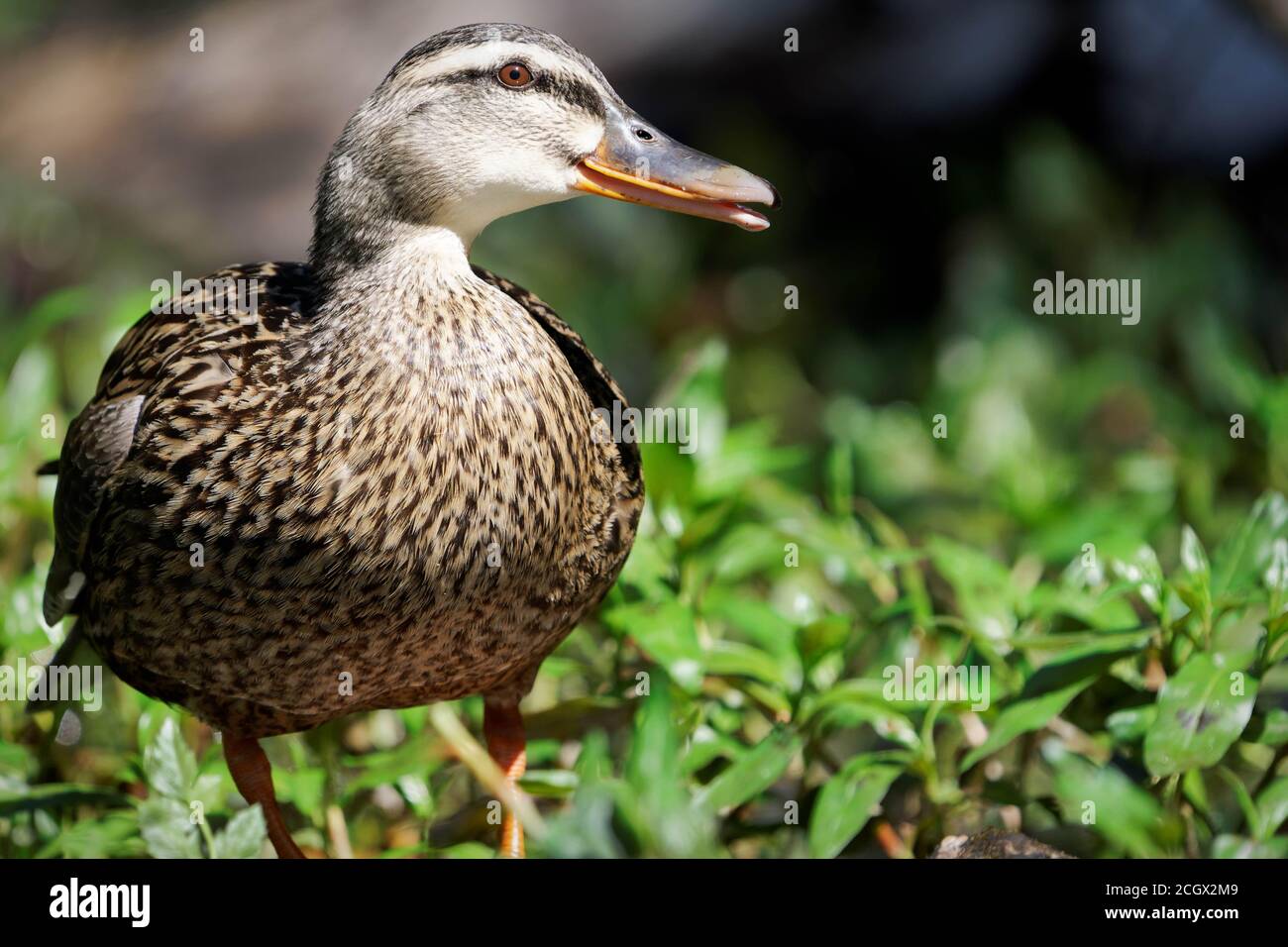 Female mallard duck standing in vegetation, Lake Washington, Seattle, Washington Stock Photo
