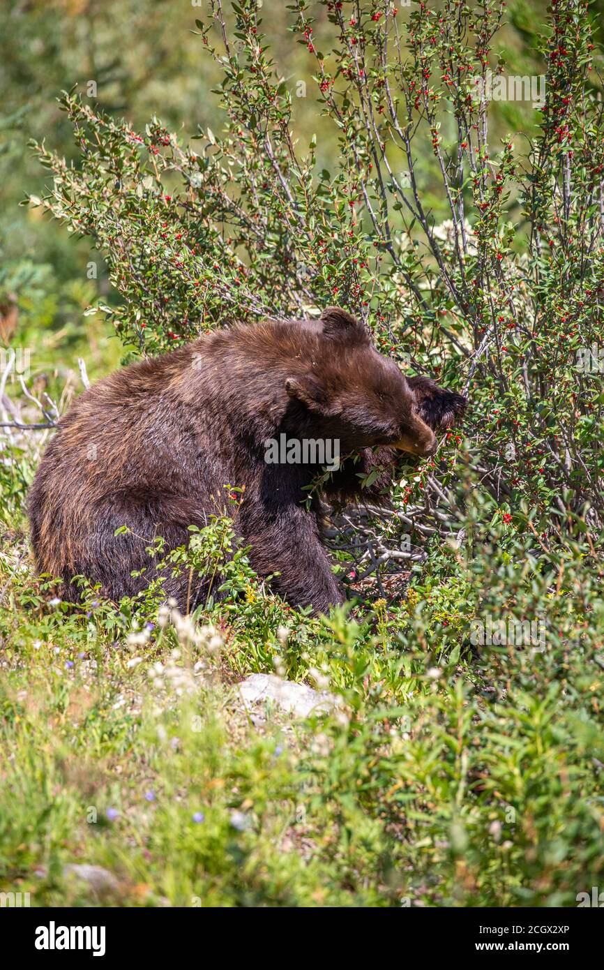 Black bear (Ursus americanus) eating wild berries in a Montana forest