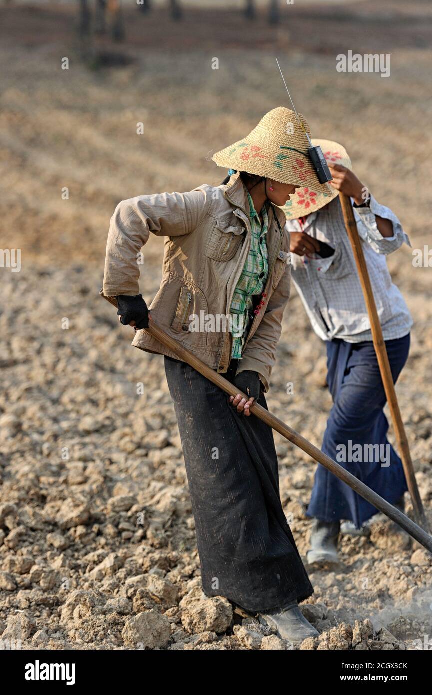 Women harvesting in a taro root (colocasia esculenta) field, Shan State, Myanmar Burma Stock Photo