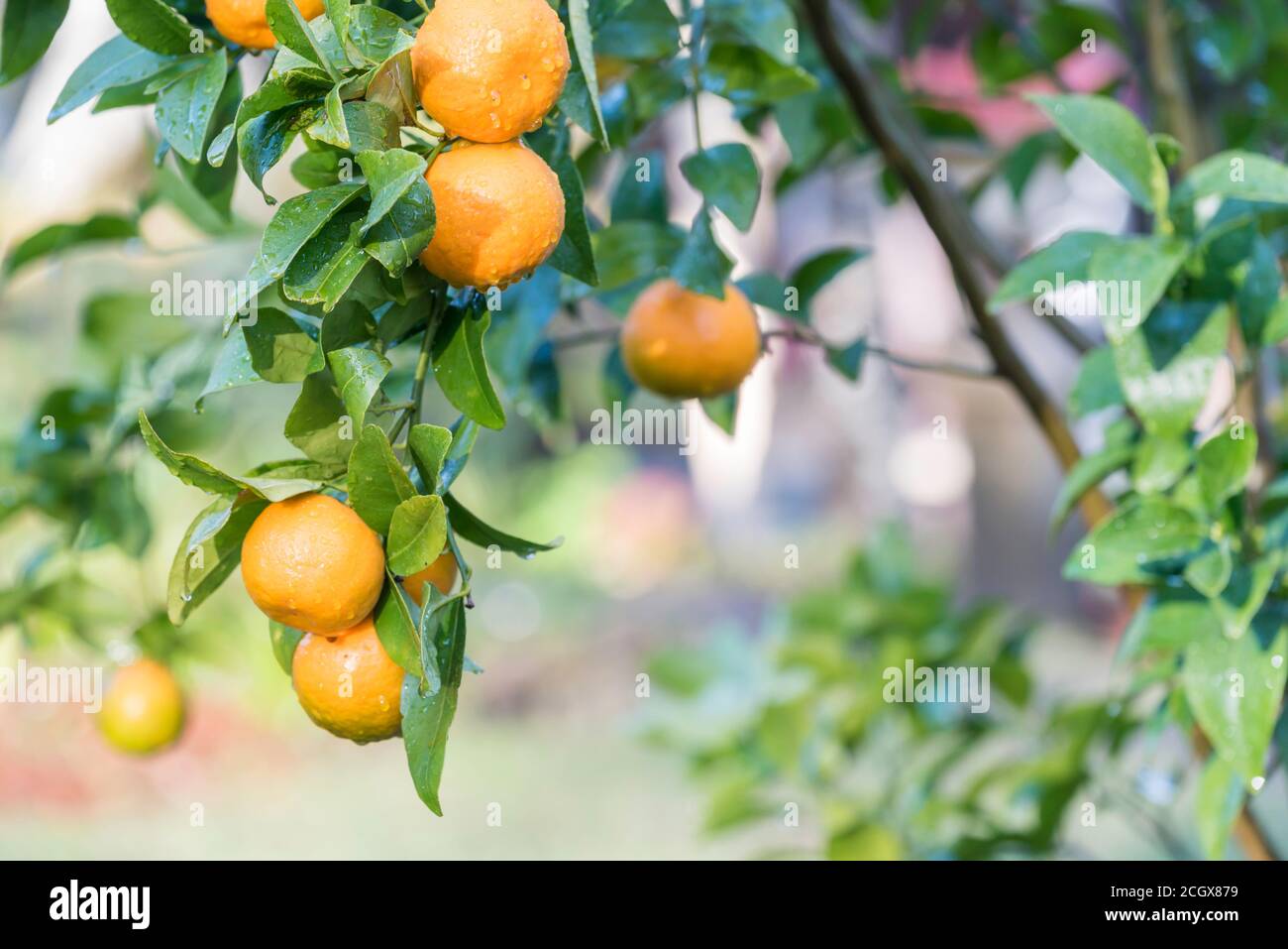 After a morning winter shower water droplets cling in the sunlight to juicy ripe mandarins (Citrus reticulata) on a backyard citrus tree in Sydney Stock Photo