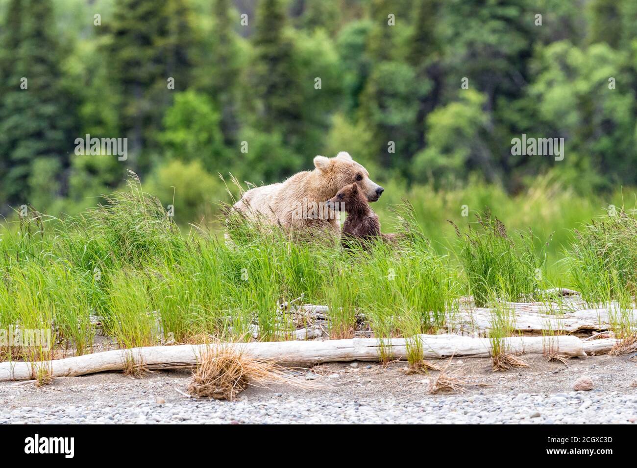 Mother brown bear with her cub sitting in the grass Stock Photo - Alamy