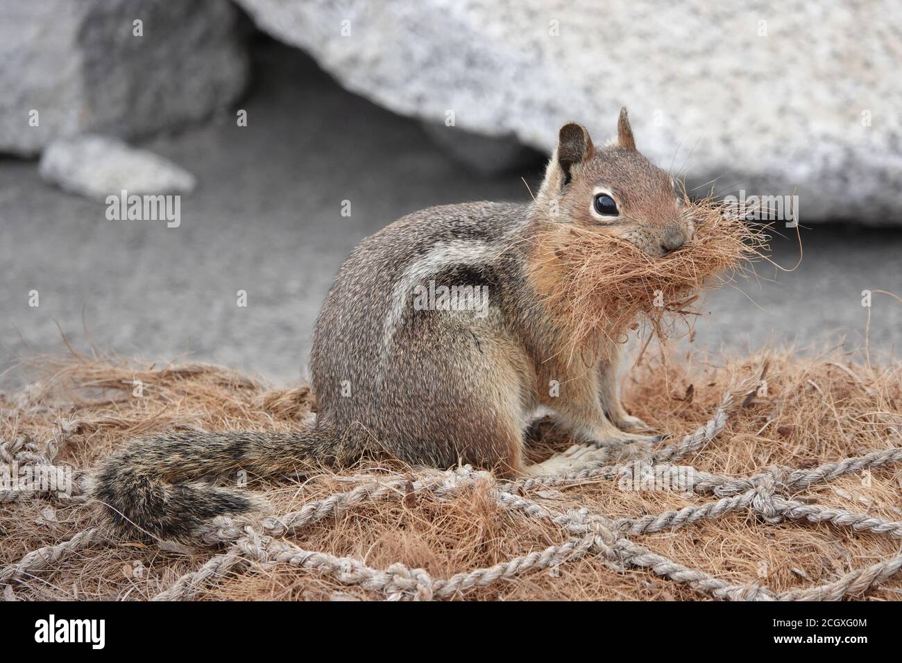 Cascade golden-mantled ground squirrel (Spermophilus saturatus) gathering nesting material Stock Photo