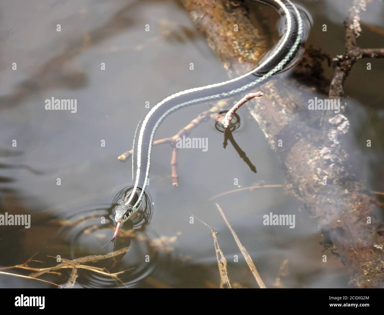 Garter snake (Thamnophis sp.) swimming in Washington state, USA Stock