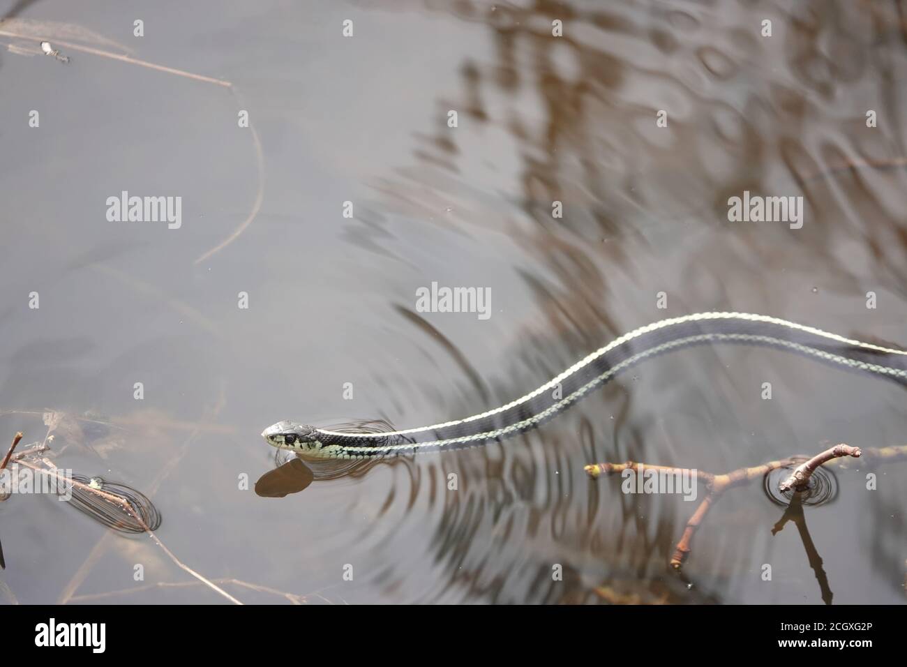 Garter snake (Thamnophis sp.) swimming in Washington state, USA Stock