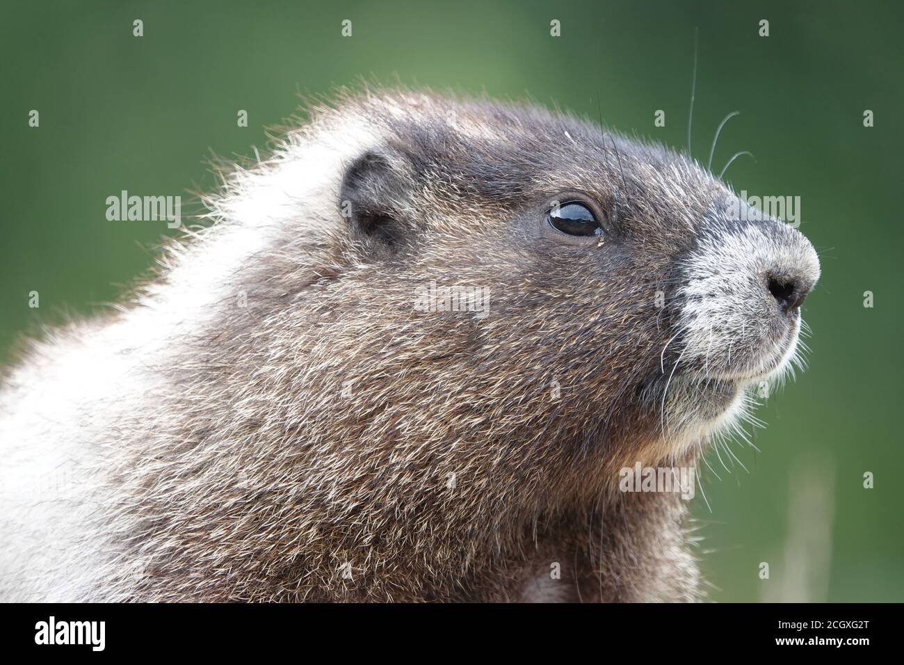 Young marmot in Mount Rainier National Park Stock Photo