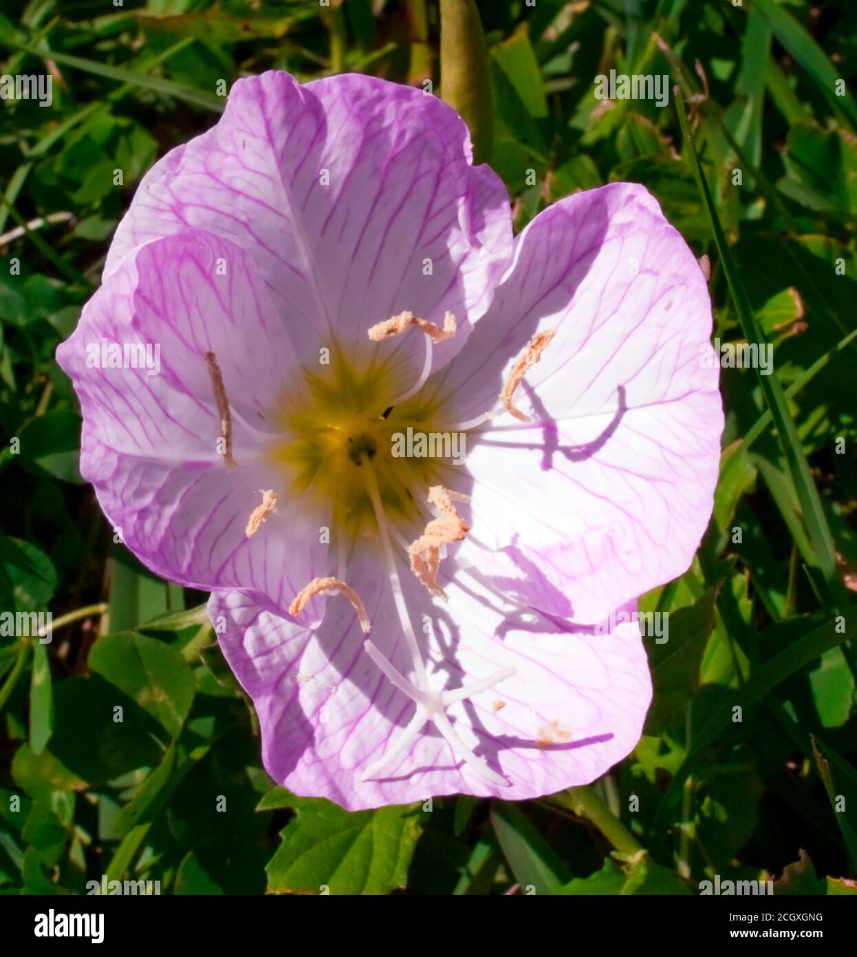 Pink Evening Primrose, Texas Wild Flower, Challenger 7 Park, League City, TX Stock Photo