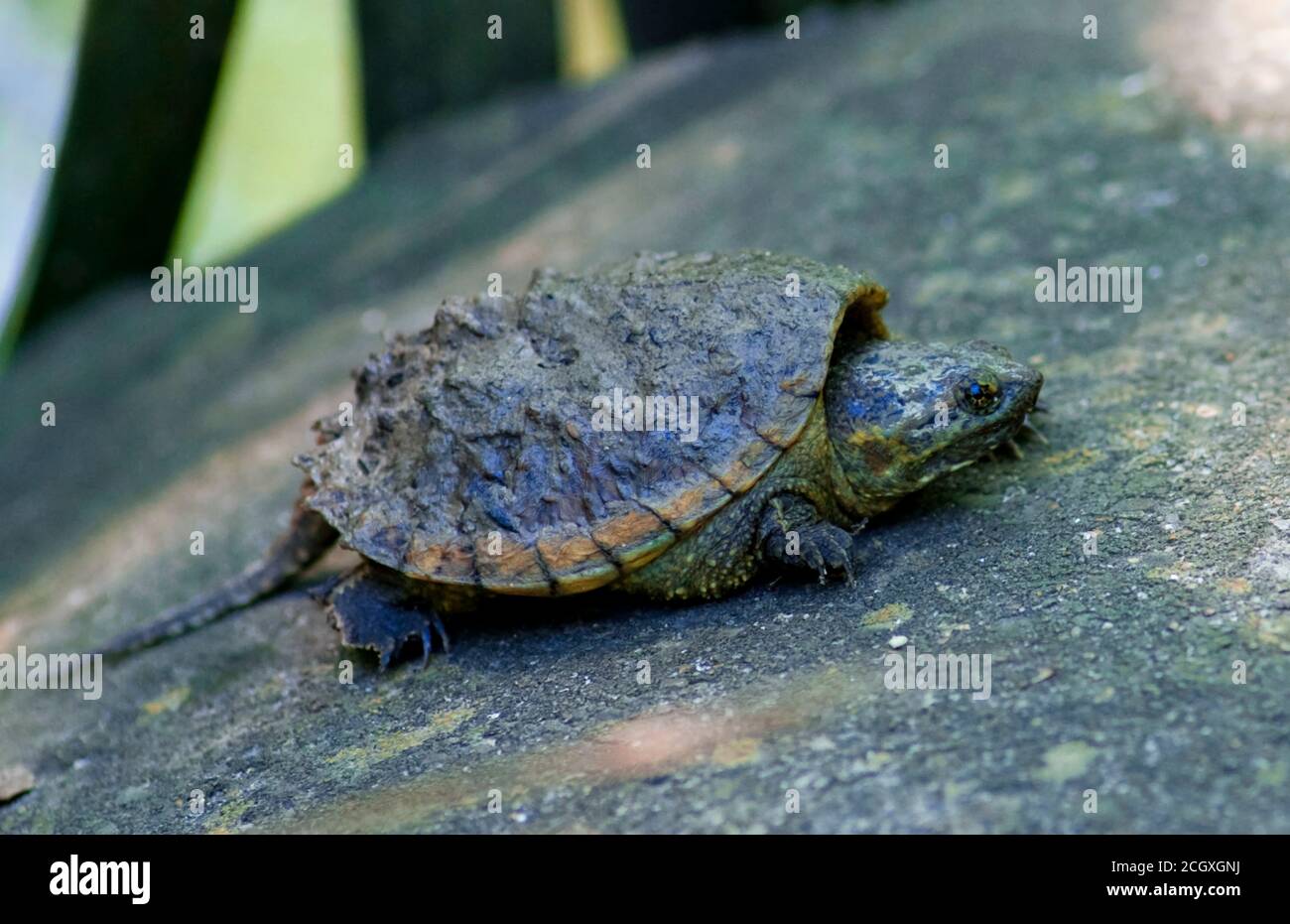 Baby Alligator snapping turtle, Challenger 7 Park, League City, Texas Stock Photo