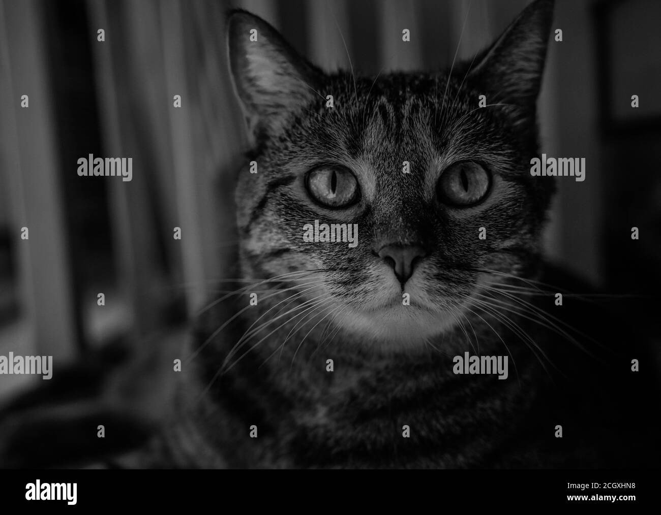cats eyes in B&W photography Stock Photo Alamy