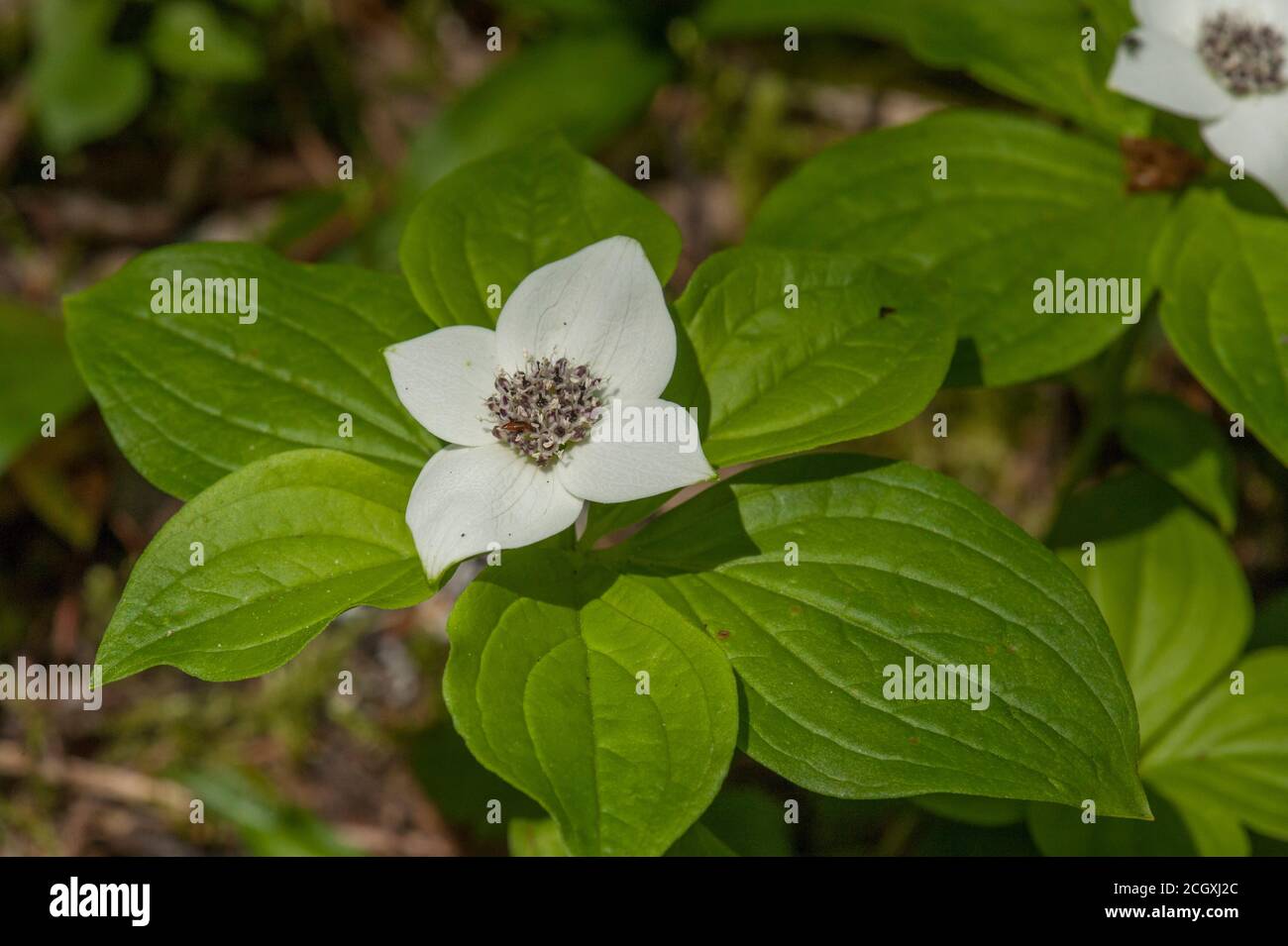 A Bunchberry (Cornus unalaschkensis) found in Oregon's Willamette National Forest Stock Photo