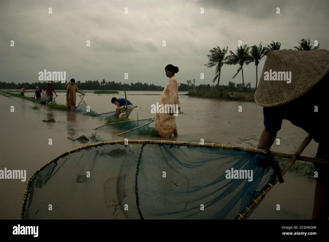 A woman farmer handling pushnet as she and fellow farmers fish on a flooded rice field during rainy season in Karawang regency, West Java, Indonesia. Stock Photo