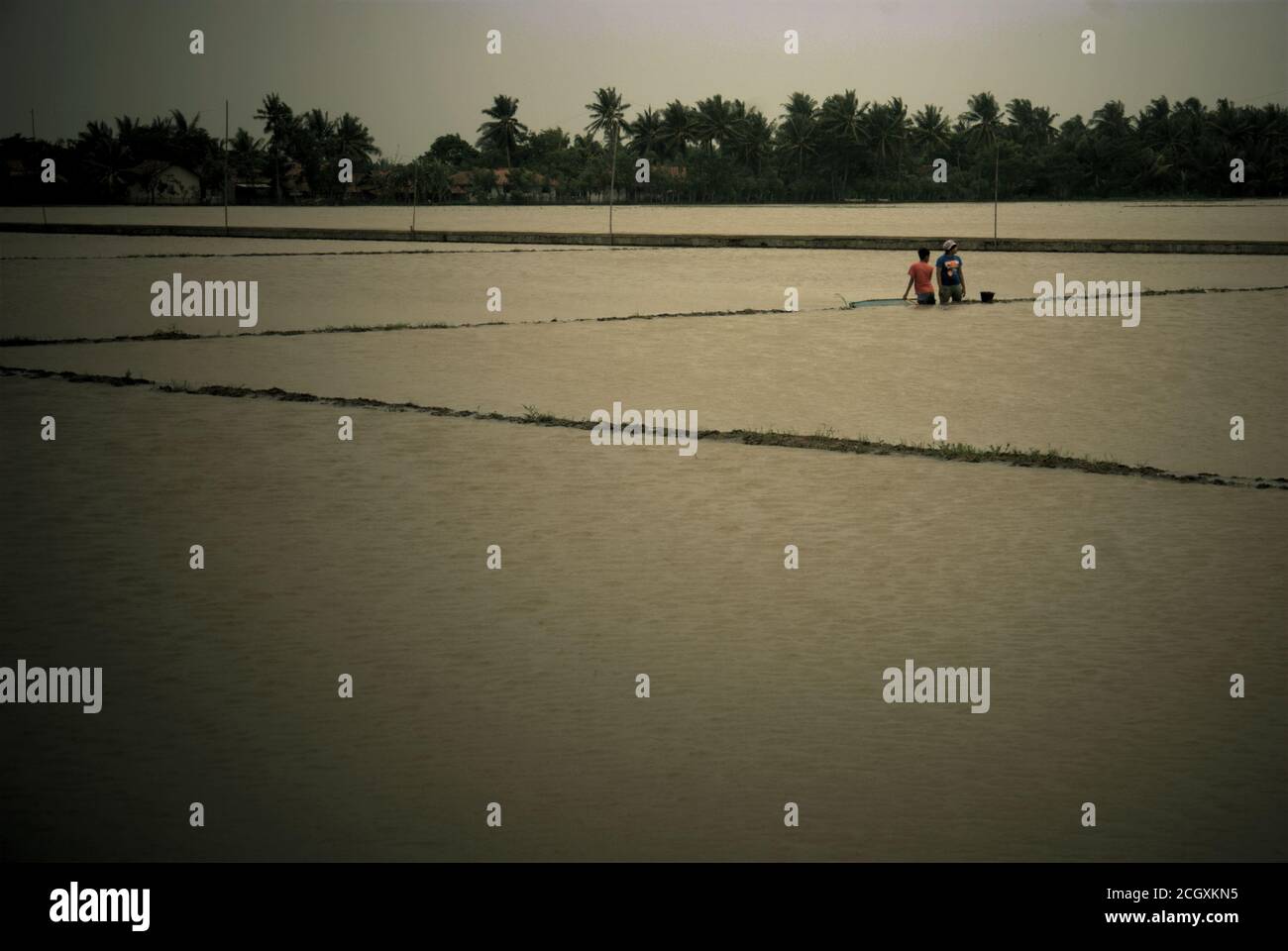 Young people standing on a flooded rice field to fish with a pushnet, as torrential rains during rainy season have left some agricultural fields flooded in Karawang regency, West Java province, Indonesia. Stock Photo