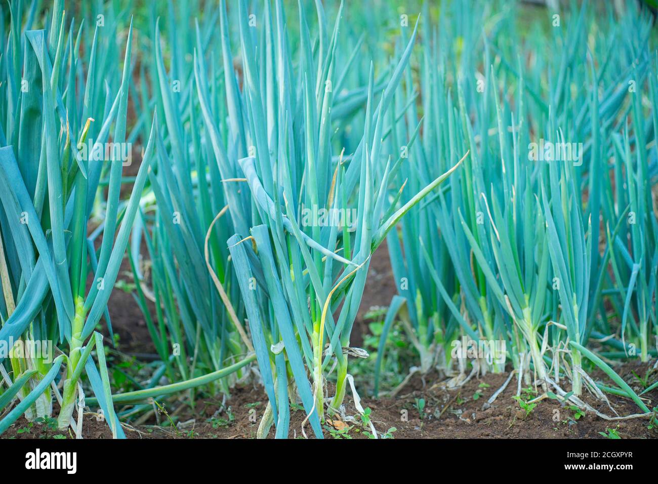 Green onions growing in the garden and spring onion Stock Photo - Alamy