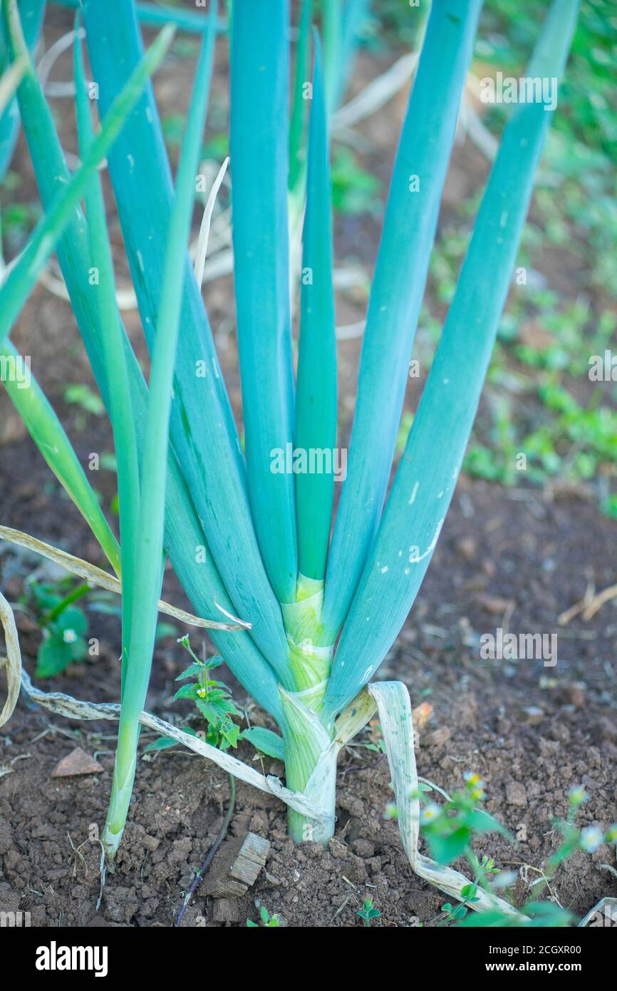 Green onions growing in the garden and spring onion Stock Photo - Alamy