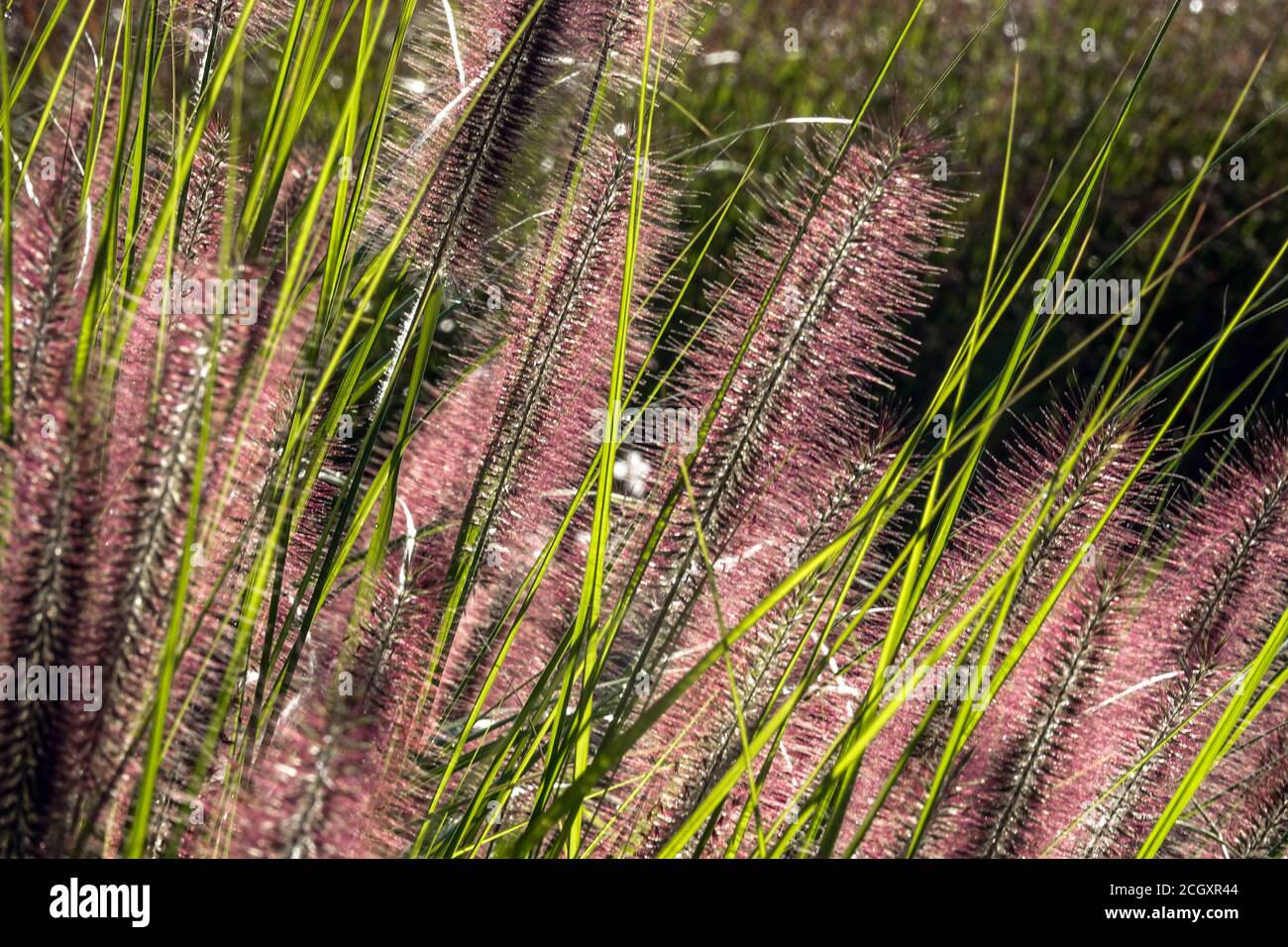 September flowers Fountain Grass Pennisetum alopecuroides Red Head ornamental grasses Stock Photo