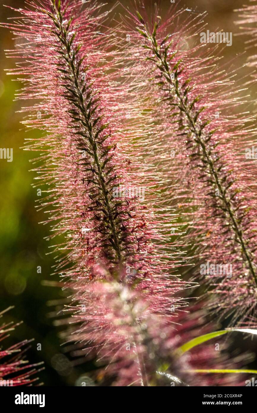 Fountain Grass Pennisetum alopecuroides 'Red Head' panicles Stock Photo