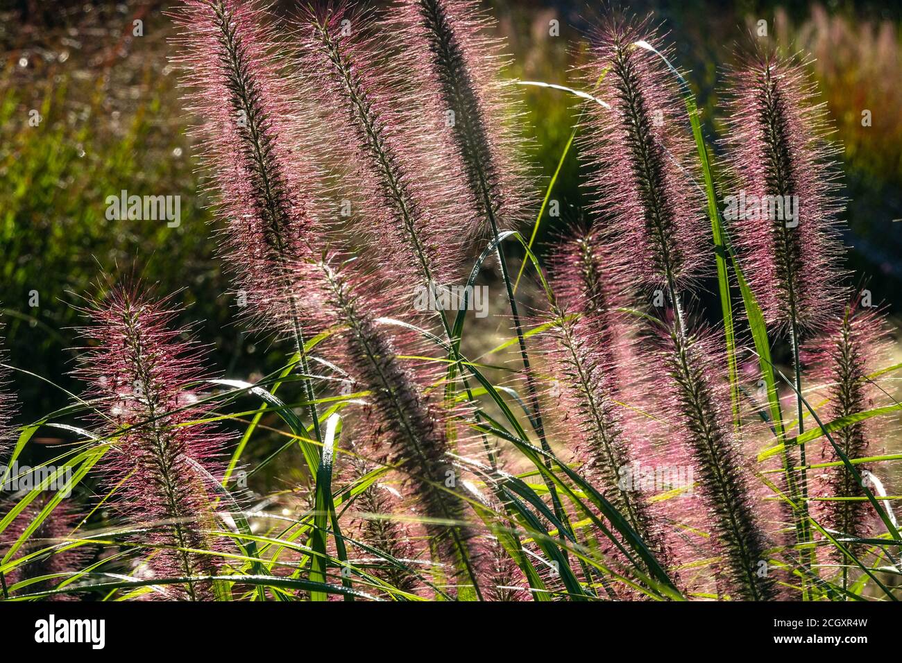 Fountain Grass Pennisetum alopecuroides 'Red Head' Stock Photo