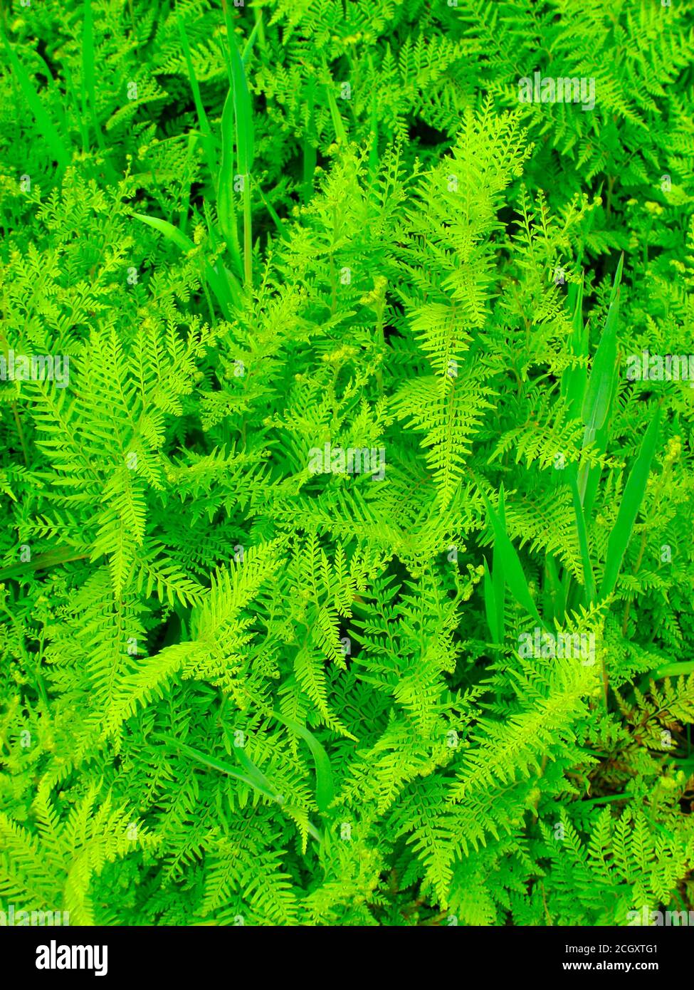 Beautyful leaf of fern (Cyathea lepifera) Stock Photo
