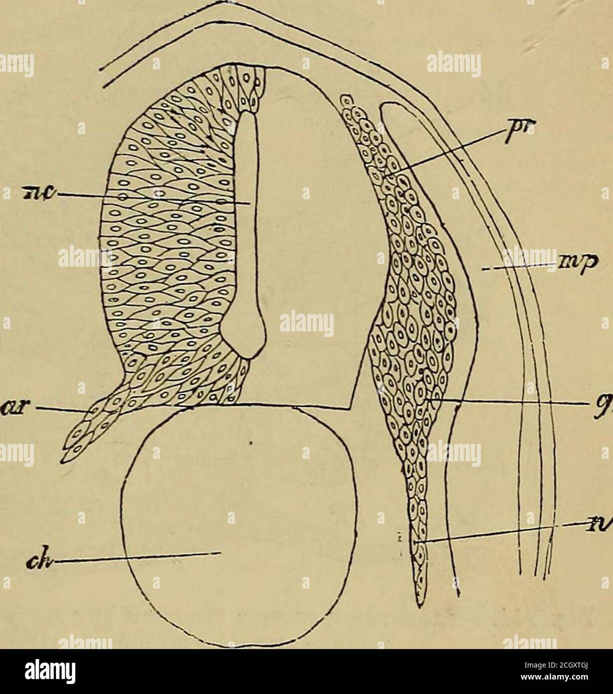 . Quain's elements of anatomy . the anterior roots spring from the ...
