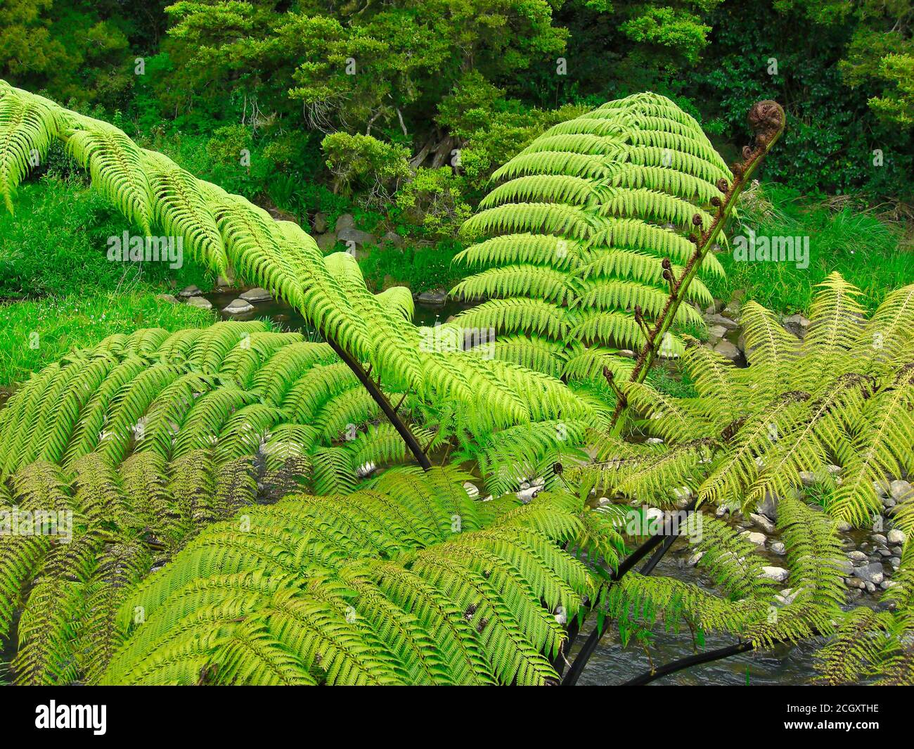 Beautyful leaf of fern (Cyathea lepifera) Stock Photo
