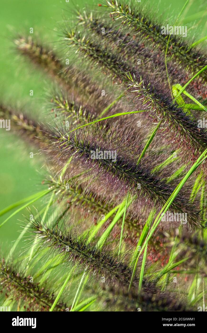 Black Fountain Grass Pennisetum alopecuroides 'Moudry' Stock Photo